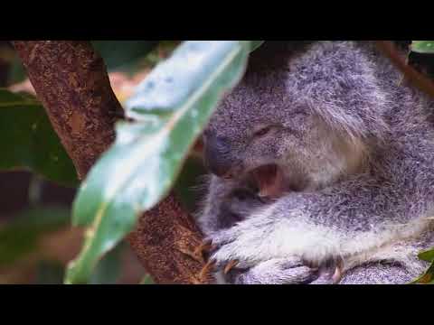 Wildlife In HD Windows 7 Sample Video