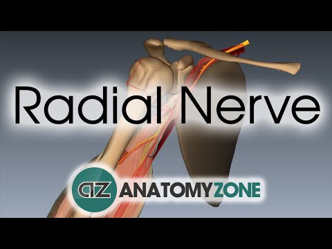 عصب شعاعی | آموزش آناتومی سه بعدی