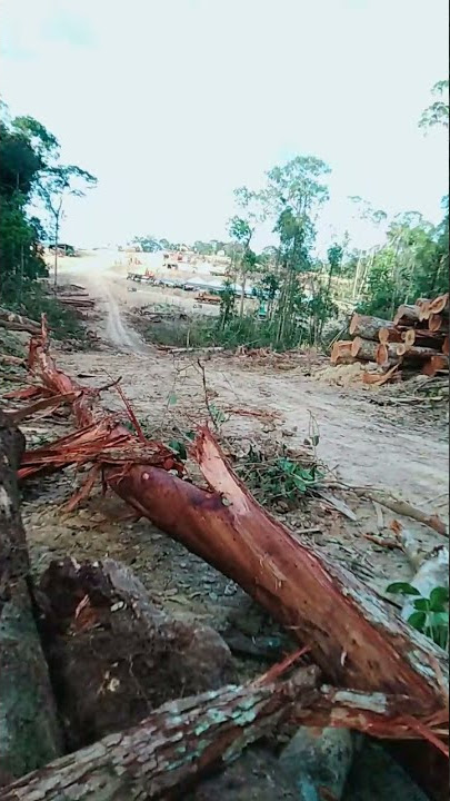 para pekerja kayu balak malaysia