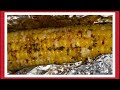 EASY GRILLED CORN ON THE COB EASY GRILLED CORN ON THE COB