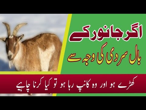 اگر جانور بال کھڑے کر کے کانپ رہا ہو تو کیا کرنا چاہیے