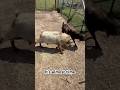 Fantasy Buck Picks #nigeriandwarf #goatfarm #texas #bucks
