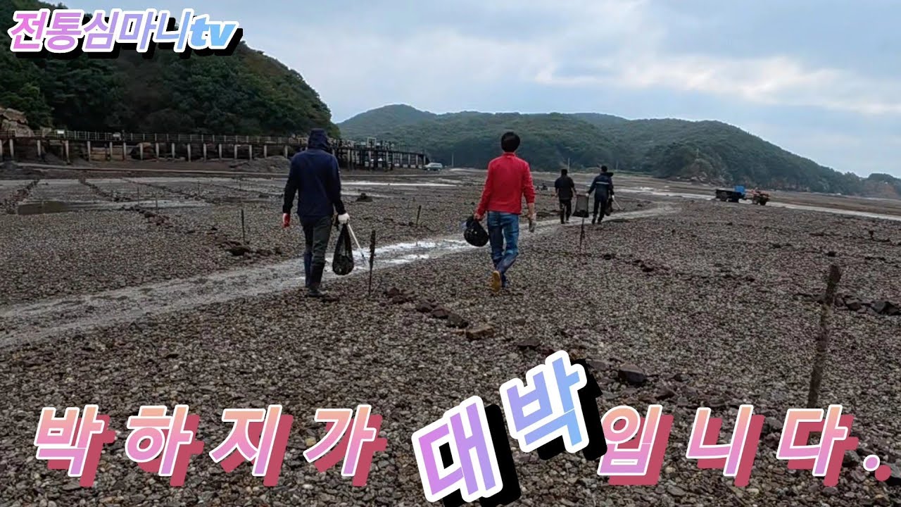 서해안 갯벌엔  박하지가 지천입니다. #해루질#박하지#쭈꾸미#갯벌