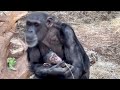 Follow the baby chimpanzees with their mother  part 37