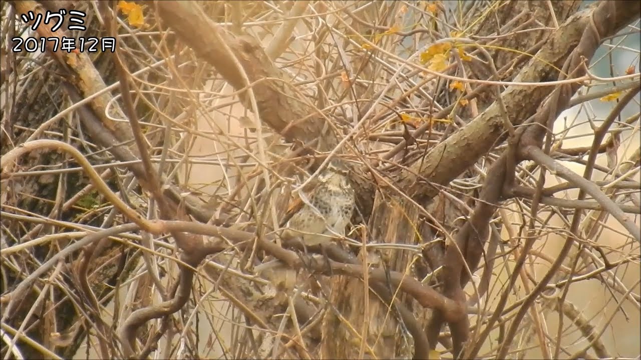 野鳥雨靴 ツグミ Dusky thrush (Turdus eunomus)