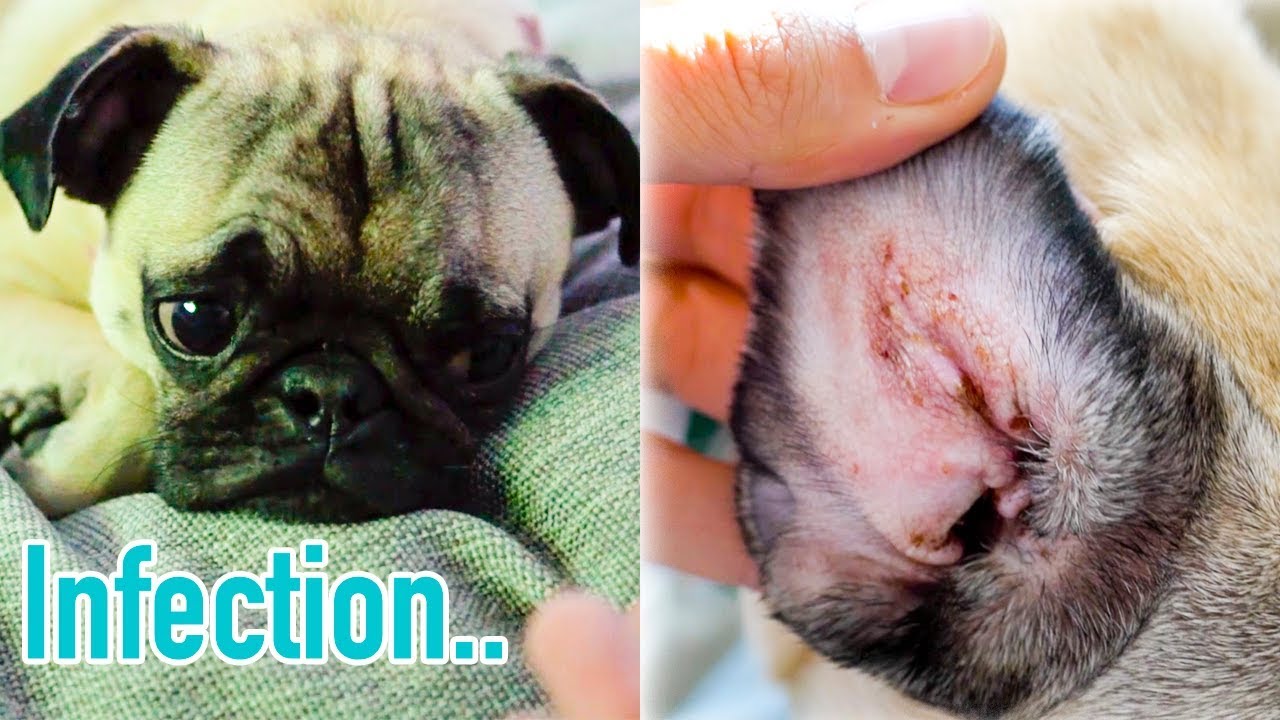 Gumpy Got Cancer Guppy got an INFECTION!! - YouTube