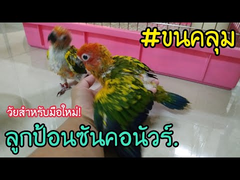 ลูกป้อนซันคอนัวร์ ||วัยน่ารัก #ขนคลุม