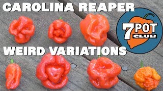 Carolina Reaper  Weird Superhot Pepper Variations from 2013 Seed