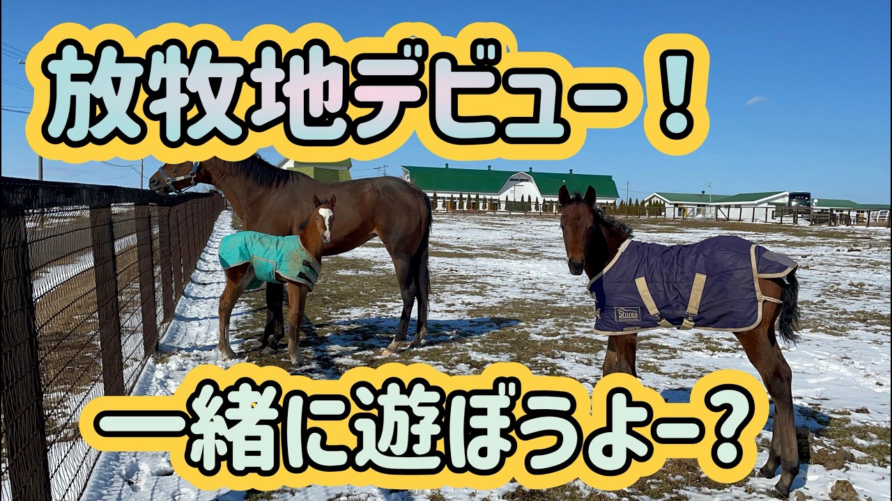 放牧地デビュー！一緒に遊ぼうと誘うが・・・