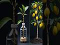 Mango Tree Propagation Made EASY! 🔥