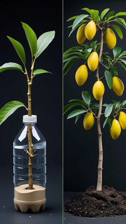 Mango Tree Propagation Made EASY! 🔥