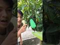 buah apa itu adek #shorts #trending #funny #subscribe