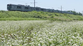 ソバ畑と常磐線下り普通列車＠宮城県岩沼市