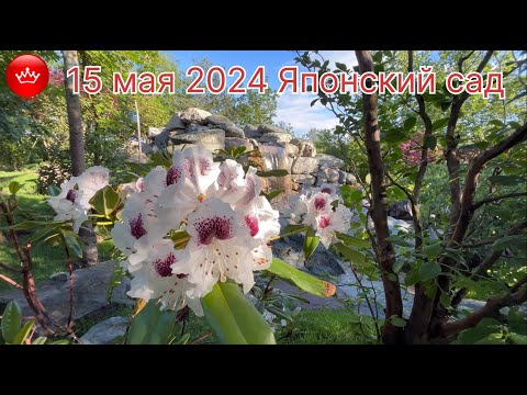 Видео: 🌸15 мая 2024 гуляем в Японском саду в парке Галицкого.