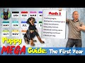 Doberman puppy 101 what to expect each month raising a doberman