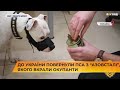 👍🐶  До України повернули пса з “Азовсталі”, якого вкрали окупанти