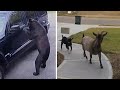 Bizarre animal antics captured on doorbell cameras