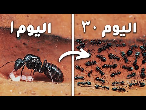محاكاة مستعمرة نمل لمدة 30 يوم ا