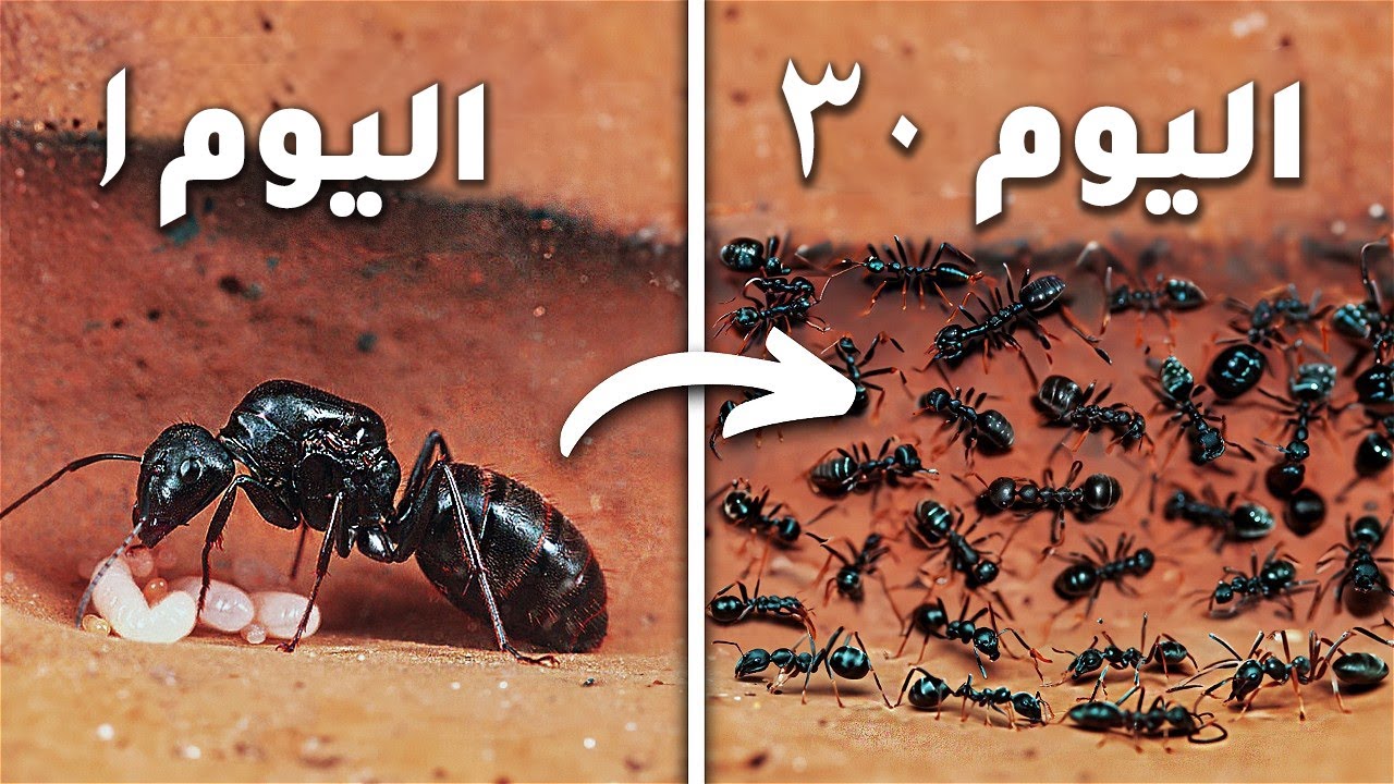 محاكاة مستعمرة نمل لمدة 30 يومًا