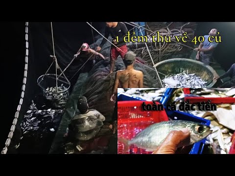Video ĐÁNH 2 VÁC TOÀN CÁ ĐẮT TIỀN ĐƯỢC 40 CỦ # VÂY RÚT ĐÊM - youtube