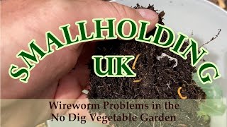 Download Lagu Wireworm Problems in the No Dig Vegetable Garden MP3 Download Lagu Wireworm Problems in the No Dig Vegetable Garden MP3