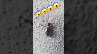 helicopter helicopter #shorts #creepy #creepypasta😱😱😱😱😱