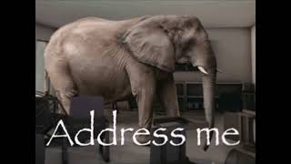 addresing the elephant