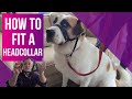 How to fit a Headcollar and is it right for you.