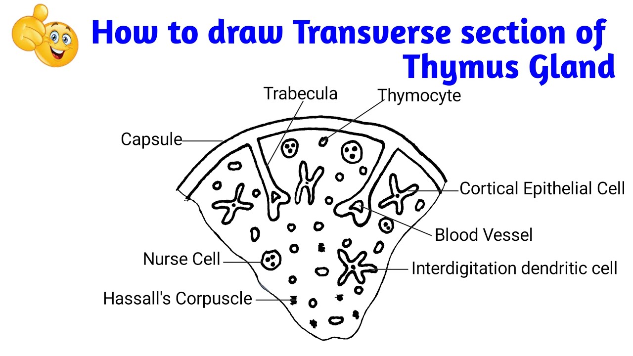 how to draw transverse section of thymus gland how to draw ts of
