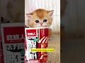 Will you share your sandwich  #cute #pet #adorable
