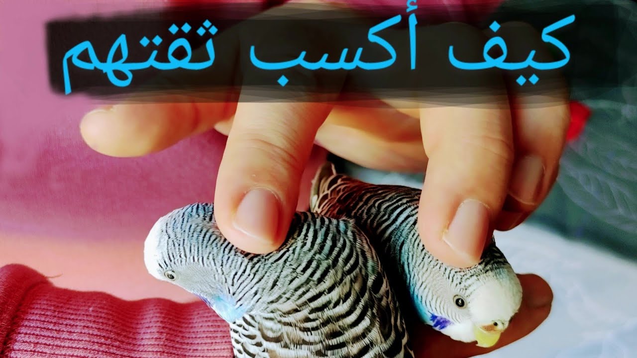 كيف أكسب ثقة طائر البادجي الوحشي