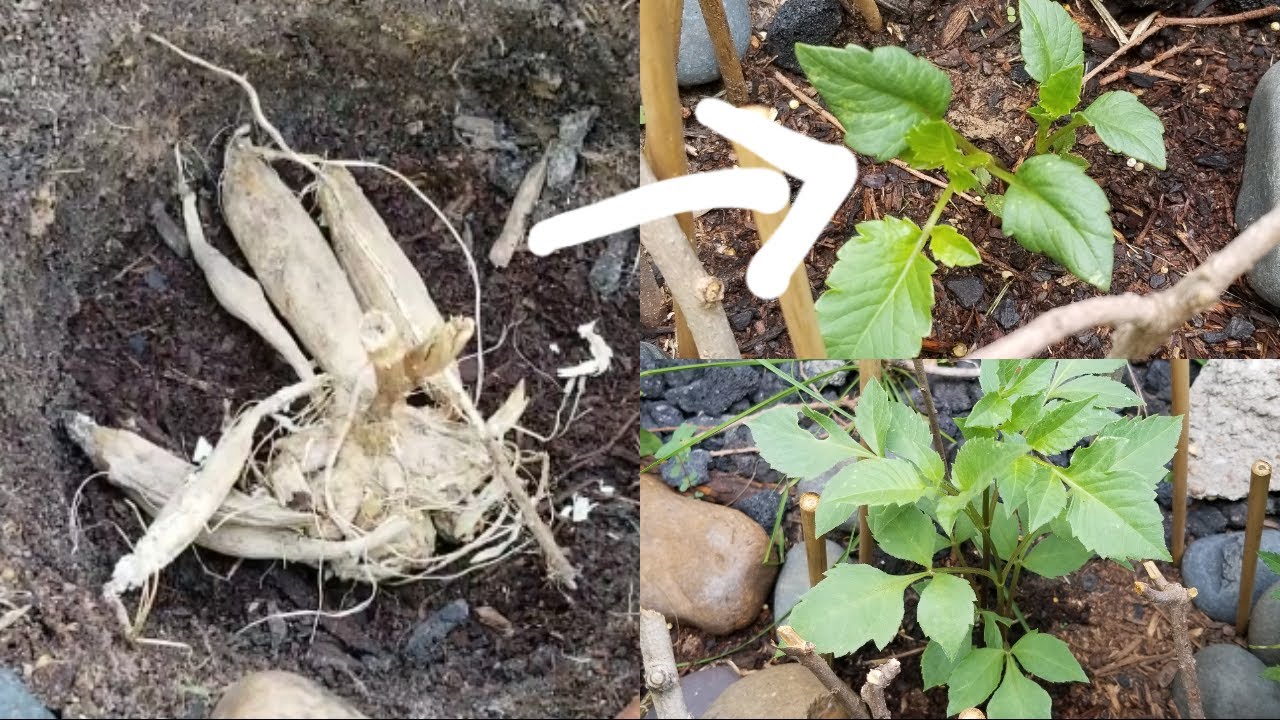 Como siembro tubérculos o bulbos de dalia