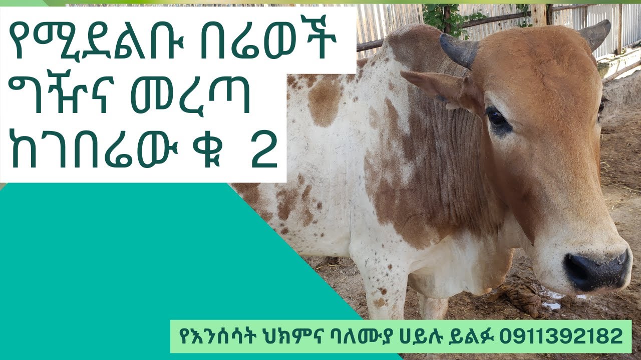 የሚደልቡ በሬወች ግዥና መረጣ ከገበሬው ቁ  2