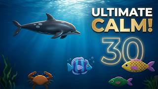 Relax & Focus: 30 Min Ocean Countdown Timer with Sea Creatures