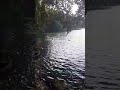 УТКИ )