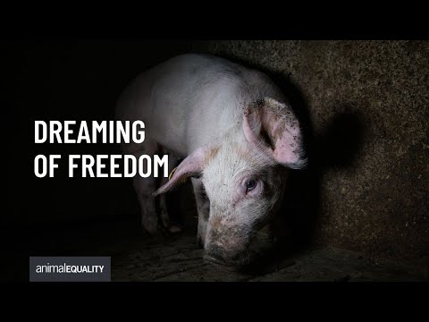 No sky, no soil, no freedom: The truth about factory farming in the UK