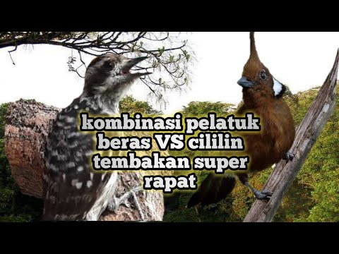 masteran pelatuk beras VS cililin super rapat cocok untuk lomba