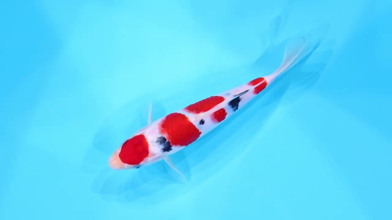 祝い鯉 第17回年越しライブ鯉オークション（東京大会締切直前SP）】260104-004