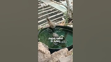 Trucukan /Jogjog Mandi Di Aviary