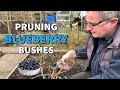 How do I prune a Blueberry bush?