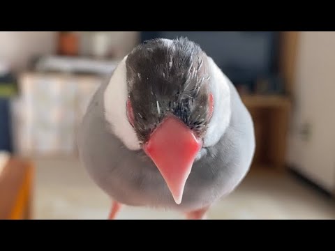 【11歳おばあちゃん文鳥】おハゲ頭に変化が！　java sparrow