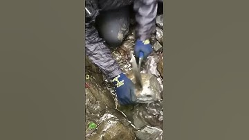 Fossils stuck in rock  #fossils  #rock  #hunting  #ammonites  #shorts