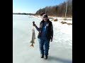 ВЕСЕННЯЯ ЛОВЛЯ ЩУКИ ИЛИ ЧЕРНАЯ КАРМА МАЛЬКОВ. good winter fishing