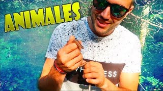 Download Lagu BUSCANDO ANIMALES CON REIMON MP3