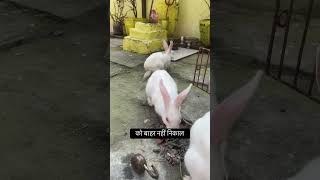 Day-10 wowww 😍😍 #shorts #rabbitvlog #minizoo #cute #funny