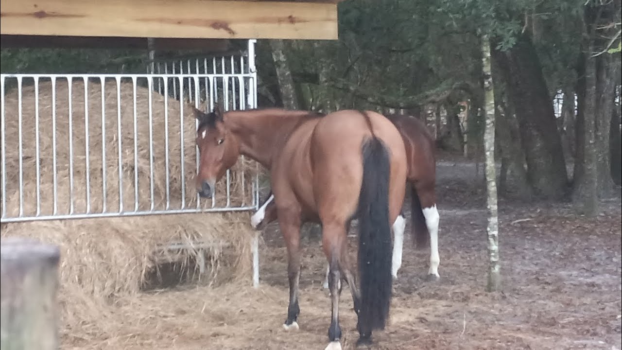 morning horses - YouTube