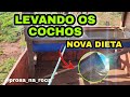 NOVA SUPLEMENTAÇÃO  | TROCANDO OS COCHOS DE PASTO