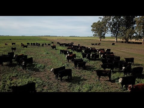 EL CLUB DEL INVERSOR GANADERO, UN FIDEICOMISO VOLCADO A LA PRODUCCIÓN DE CARNE BOVINA