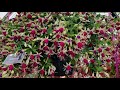 Hampton Flowers/RHS, Fucsias = brinco de princesa,