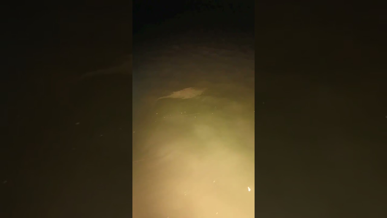 #nodolphinshurtinmakeingof